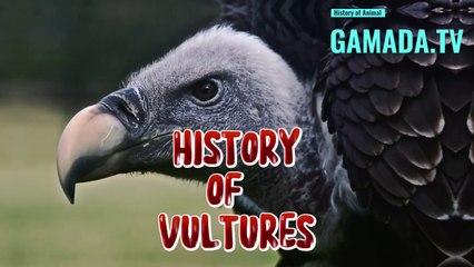 Vultures:Unrecognized Predators at the Heart of Ecosystems