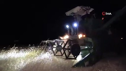 La chaleur extrême oblige les agriculteurs à travailler de nuit