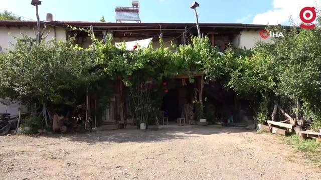 Kurumuş ağaç dallarını ve köklerini sanat eserine dönüştürüyor