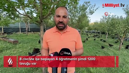 8 civcivle işe başlayan 4 öğretmen bin 200 tavuklu çiftlik kurdu