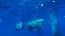 Kaş ve Fethiye’de ispermeçet balinaları görüntülendi