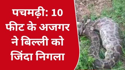 Viral: बिल्ली को ऐसे एक बार में निगल गया अजगर...सब हैरान, देखें video