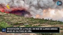 Devastación en La Palma Un mar de llamas arrasa miles de cultivos de Viña