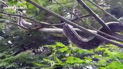 Ağaçtan sarkan dev yılan görüntülendi! Normalde burada olmaması gerekiyor