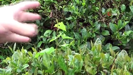 Çay arazilerinde görülen sargı otu çay üreticisini tedirgin ediyor