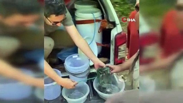 Bursa derelerine 9 bin adet alabalık bırakıldı