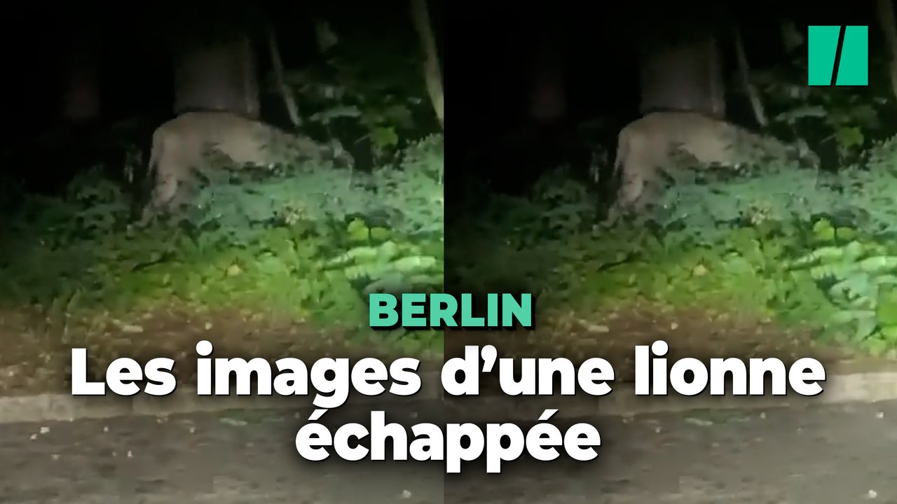 Un animal sauvage qui pourrait être une lionne erre dans Berlin, la police donne l’alerte
