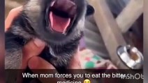 what is the funniest try not to laugh video funny videos of cats and dogs fighting