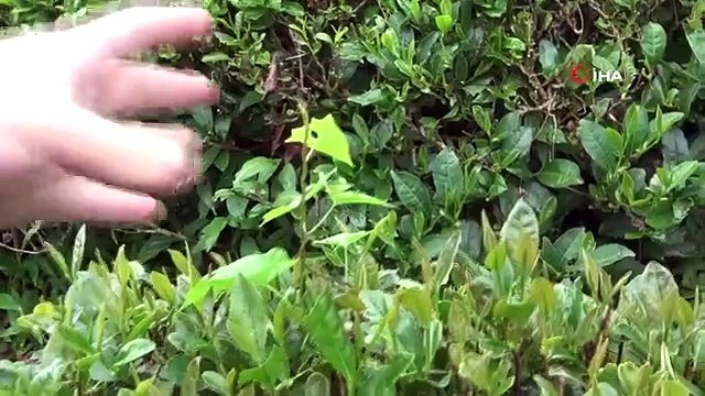 Les mauvaises herbes observées dans les champs de thé inquiètent les producteurs de thé