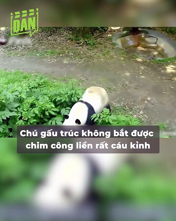 Đại chiến 300 hiệp giữa “xã hội thâm” Noãn Noãn và chim công: Phe gấu trúc suýt bị bế lên đồn vì “bụp” nhau còn lấy lông công xỉa răng | Điện Ảnh Net