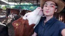 La vidéo selfie d'une jeune fille avec une vache devient virale à Muğla