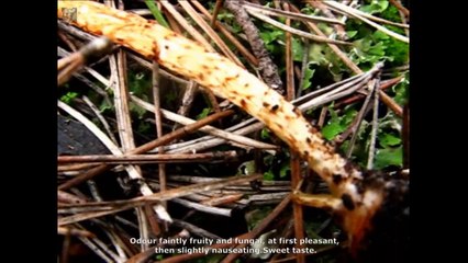 Lepiota boudieri.  Champimaginatis. English Text