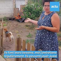 Près de Rouen, Julie est pet sitter : elle garde vos animaux !