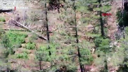 Ormanda yetiştirilen kenevirler dronla tespit edildi