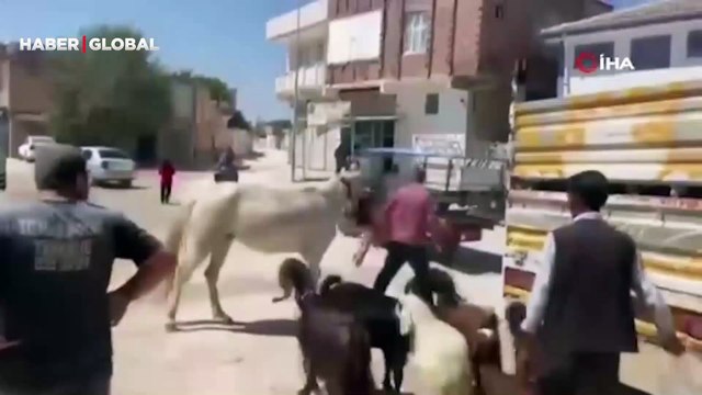 Yeni aldığı at hayatının şokunu yaşattı: Bir anda koşmaya başlayarak...