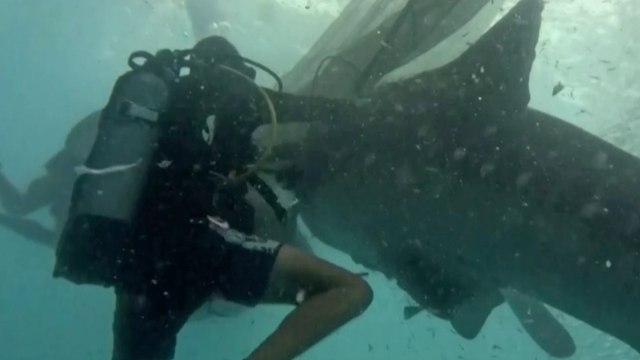 Five Whale Sharks Got Trapped in Fishing Nets off Indonesia