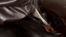 Playful Raccoon loves teasing the Dobermann sleeping on the couch *Hilarious*