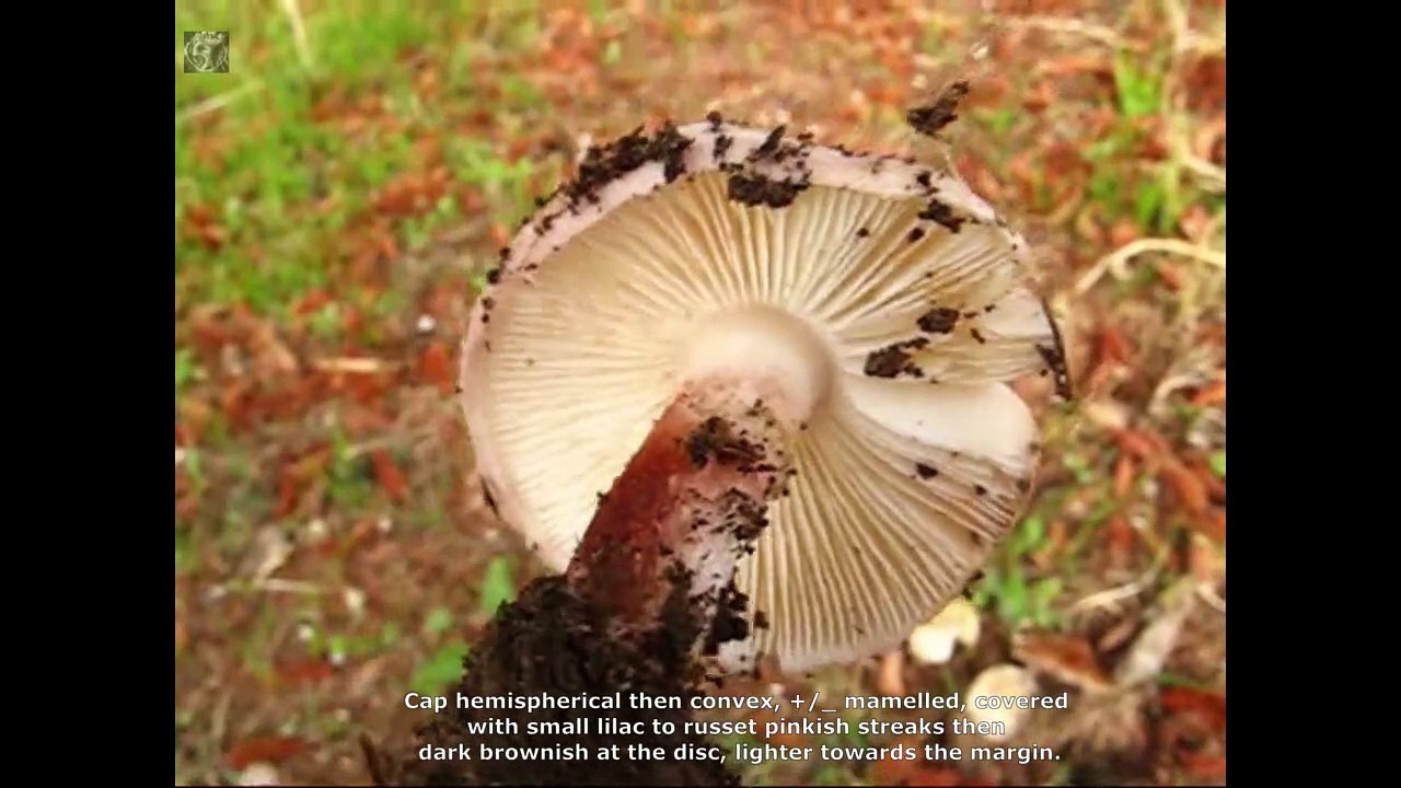 Lepiota brunneolilacea. Champimaginatis. English Text