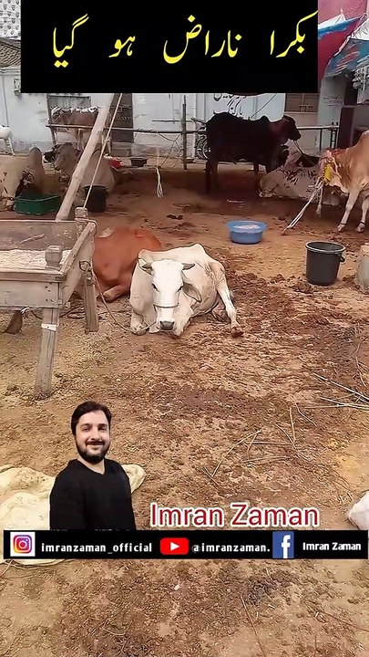 Funny Goat  l Funny Bakra l Imran Zaman
