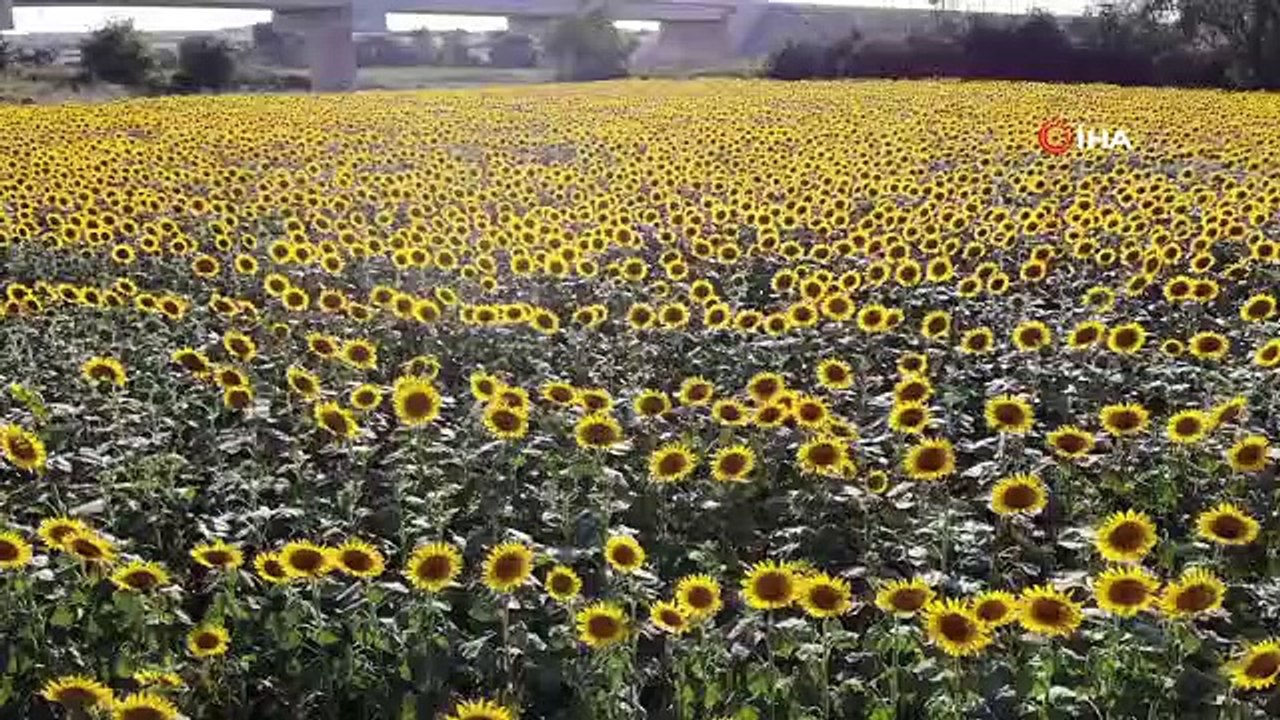 Edirne'de ayçiçeğinde yüksek rekolte bekleniyor