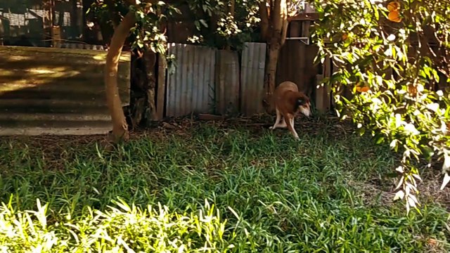 Mañana fría con los perritos y el gatito, Tacuarembó, Uruguay (19/07/2023)