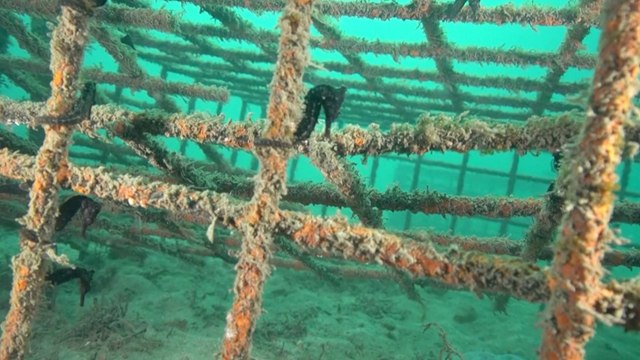 Seahorse Hotels Are the Solution to Helping Restore Australia’s Endangered Population