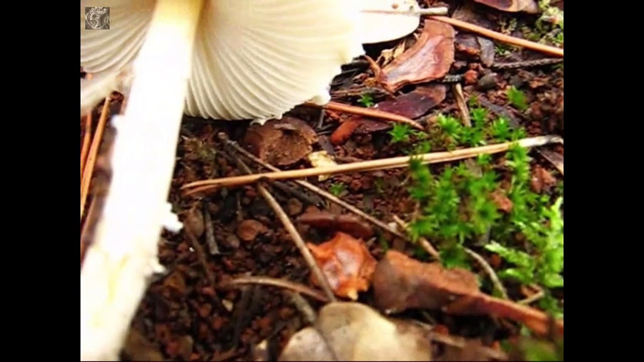 Lepiota clipeolaria.  Champimaginatis. English Text