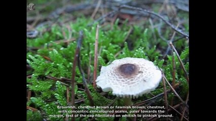 Lepiota cristata. Champimaginatis. English Text