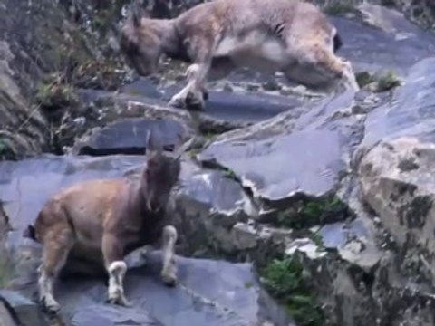 Animals attack - Snow Leopard Attack Mountain goat and yak