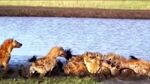 Animals attack - hyenas vs lions - hyenas deadly fight