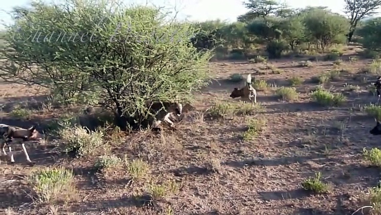 Animal attacks - Wild dogs attack hyenas - Animal fights