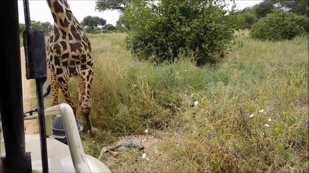 Animals attack - Lions attack giraffe - Lioness eating baby giraffe