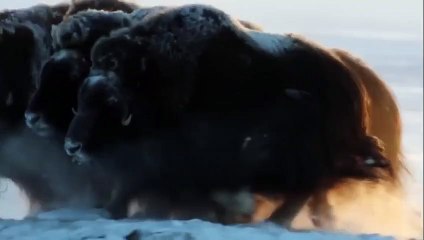 Animals fight Wolves vs Musk oxens