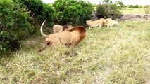 Animals Fights - Best Lions fights - Animal Attack