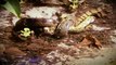 Animals attack! Anaconda attacks crocodile! Leopard vs python! Wild dogs attacks
