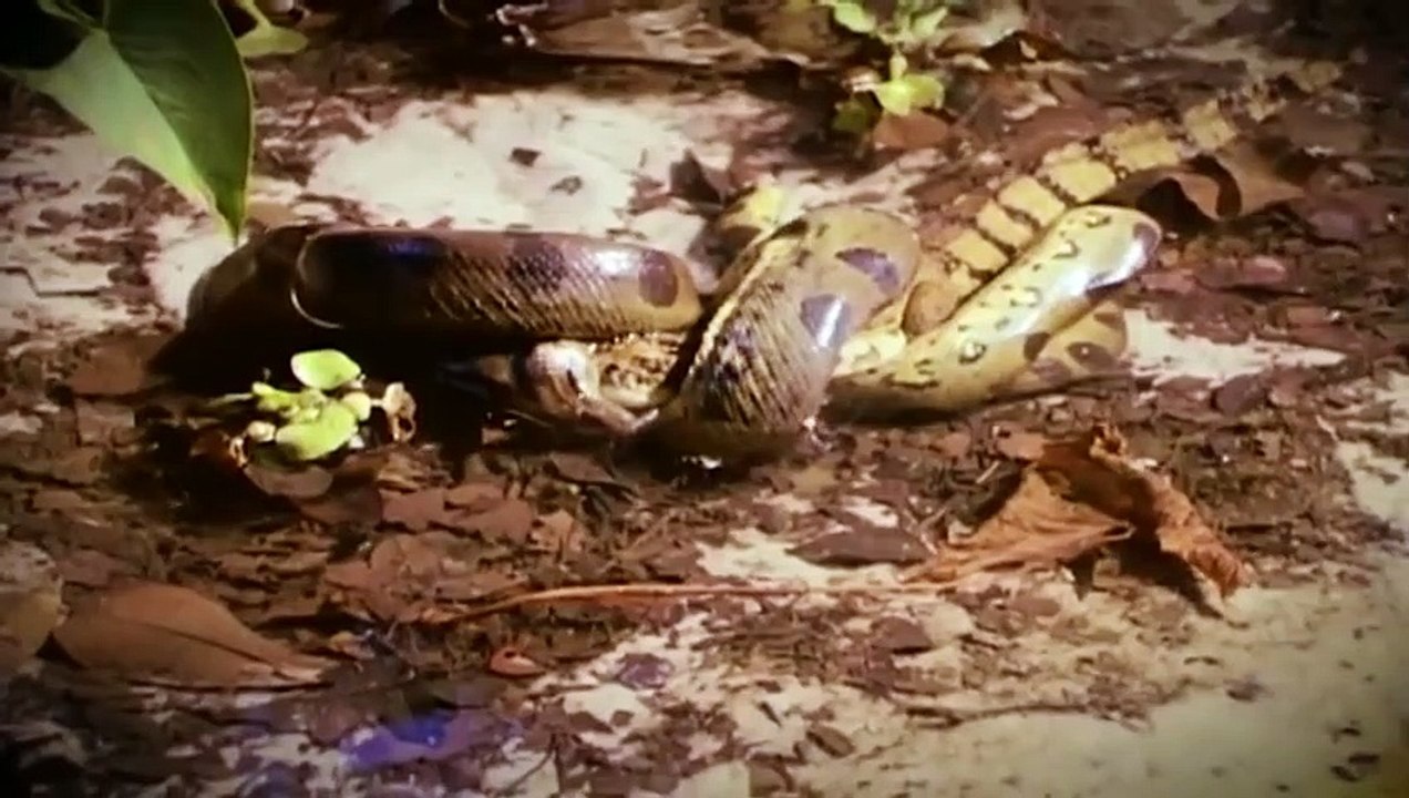 Animals attack! Anaconda attacks crocodile! Leopard vs python! Wild dogs attacks