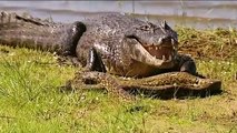 Animals Attack Crocodile, lions, hippo, wild dogs - Real Animals fights