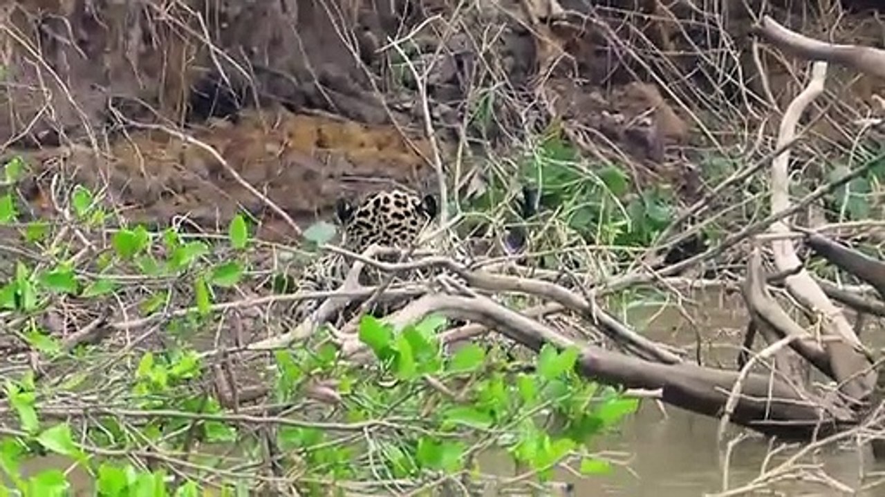 Best Jaguar Attacks Caymans - Animals attack - Giant otters attack snake
