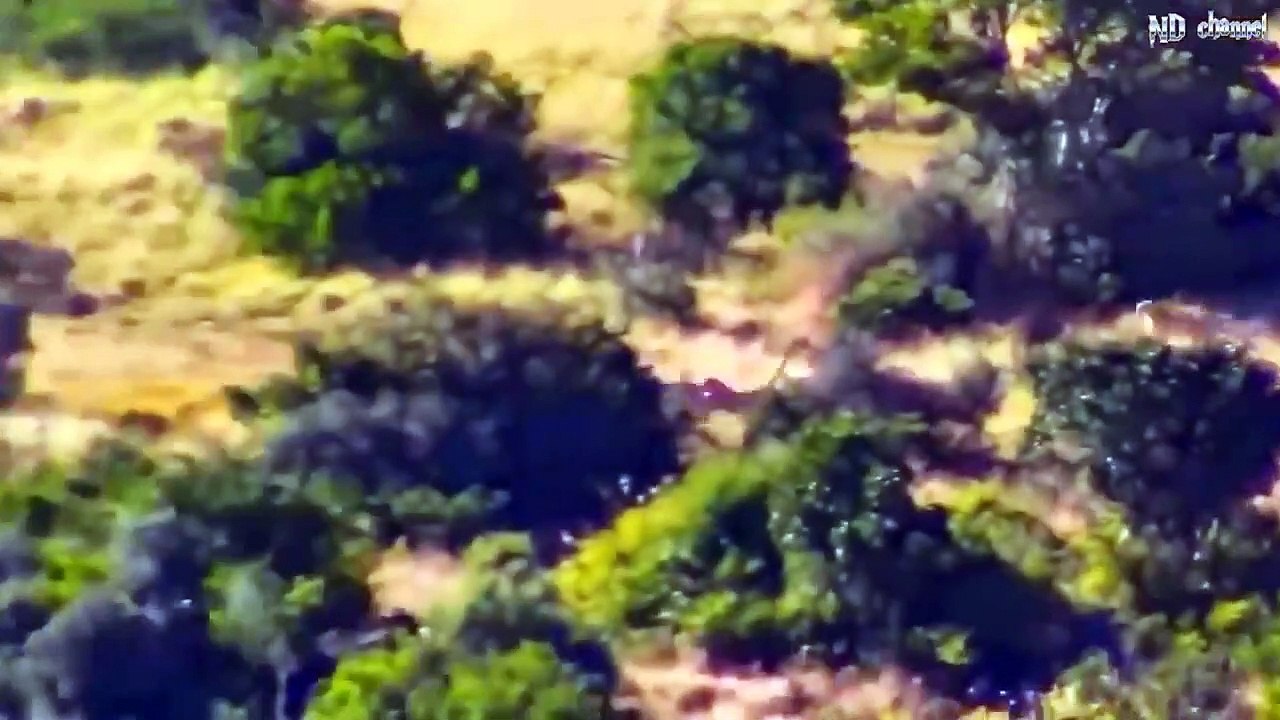 Fast cheetahs attack zebras! Animal attack