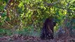 Jaguars fight - Jaguar Attacks crocodiles capybara - Animal Attacks