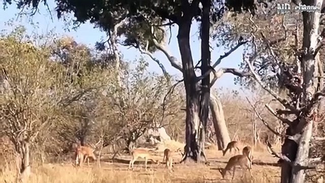 Leopard vs Monkeys! Animals Attack
