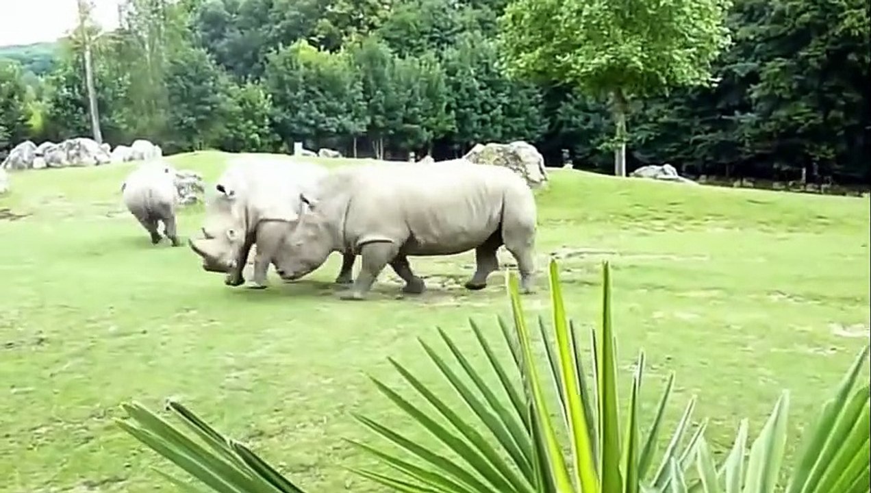 Top 10 Craziest Animal Fights Caught on camera Part 4