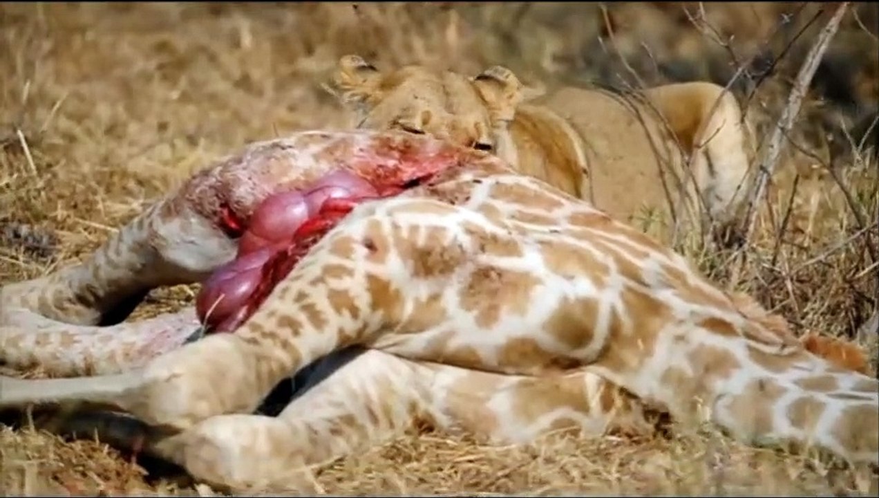 Lions kill hyena - Lions attack giraffe and buffaloes - Animals attack
