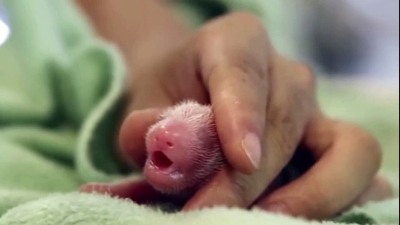 Mama panda shocking people with a rare type of baby birth
