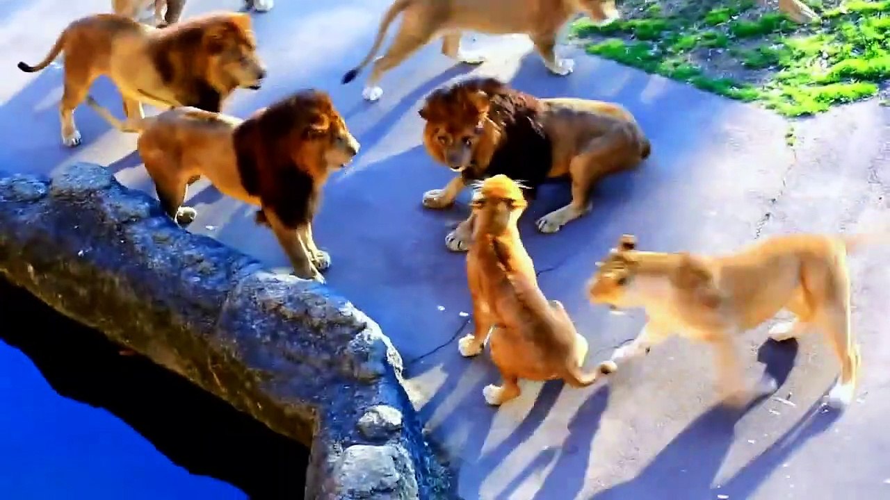 Pride lions attacking lioness! - Animals attack - Lions fight