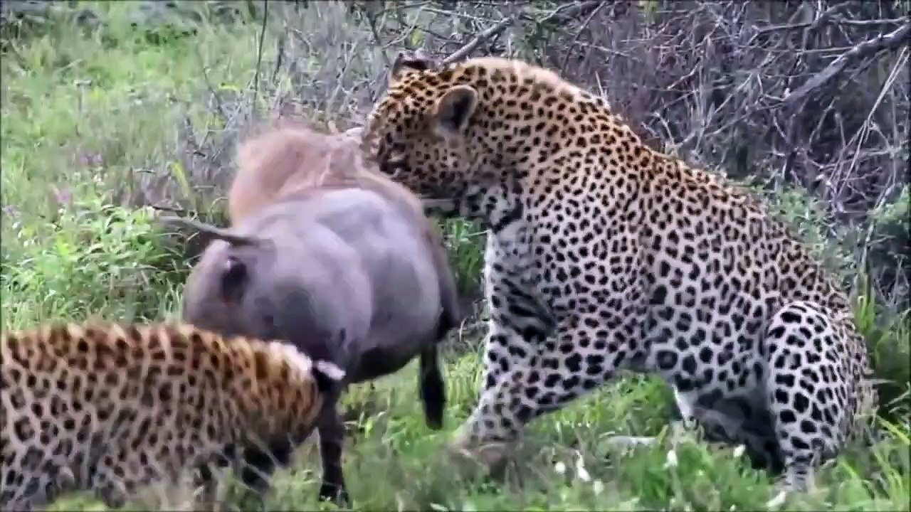 Real Animals fight Leopard, lion, huenas! Lions kill elephant - Animal attacks