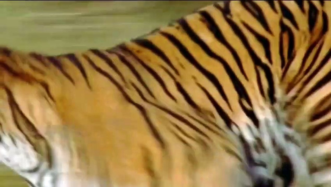 Top 10 Craziest animal fights caught on camera! Wild animal attacks