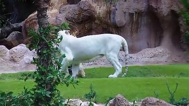 Tiger attack tiger - Animal fights - Rare white tiger vs tiger Easy fight