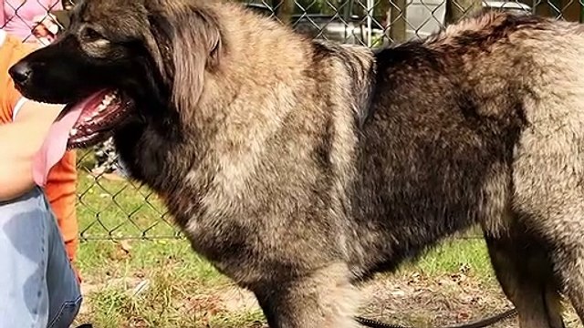 Top 5 Biggest dog breeds that can fight wolves