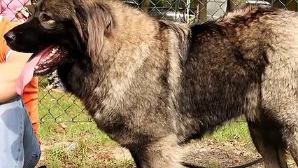 Top 5 Biggest dog breeds that can fight wolves